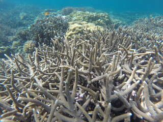 Naklejka na ściany i meble snorkeling between coral reefs in the Philippine sea