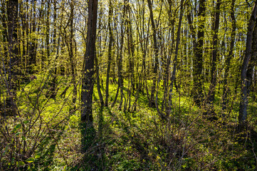 Lichtdurchfluteter Frühlingswald