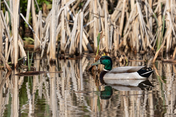 Mallard swimming in front of reeds with reflection