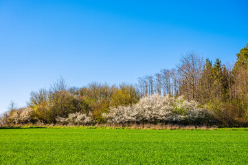 Frühlingslandschaft mit weiß blühenden Schlehenhecken am Feldrand