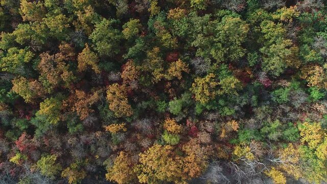 Flying over the yellowing canopy in autumn