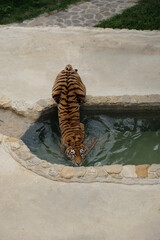 tiger swimming in the water