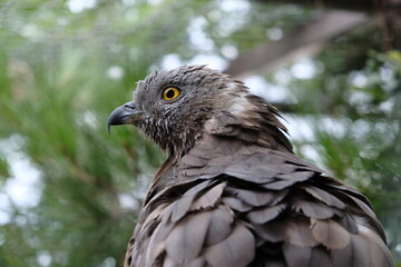bird of prey