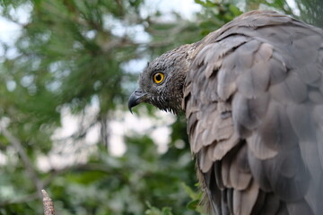 bird of prey
