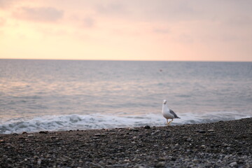 Fototapeta premium seagulls on the beach