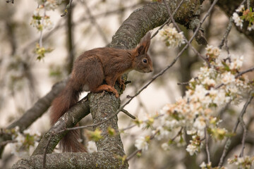 Eichhörnchen im Baum