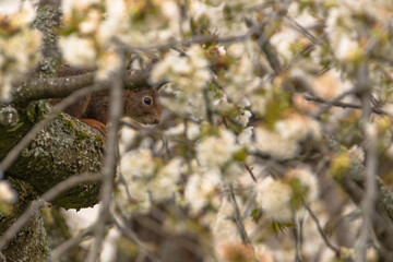 Eichhörnchen im Baum