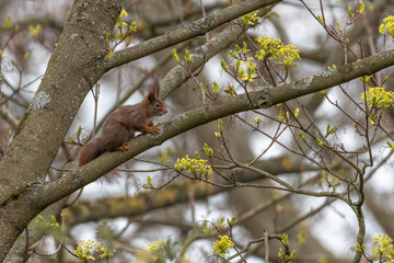 Eichhörnchen im Baum