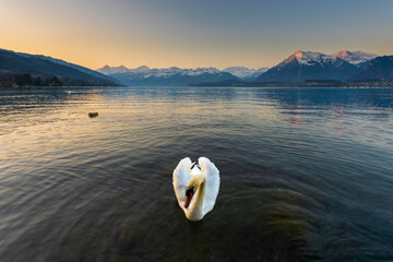 swan in lake Thun Bernese Highland Switzerland
