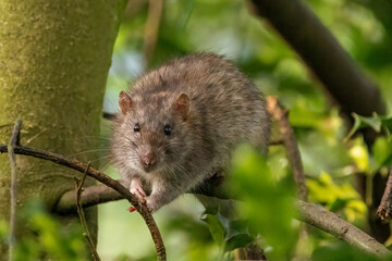 A Brown rat scurries along a tree branch