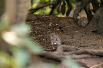 2 Brown rats scurry allong the forest floor