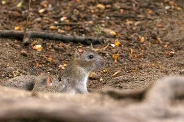 Naklejka na ściany i meble Brown rat babies pop their heads out of their burrow