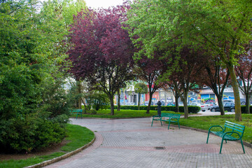 Paseo verde con arboleda verde  en primavera