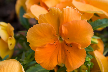 Fototapeta na wymiar Flor naranja de primavera en primer plano