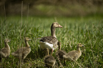 Nile goose with young in the wild