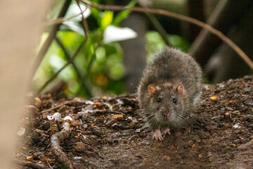 A Brown rat scurries along the ground