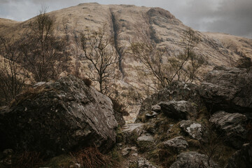 tree in the mountains