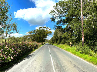 View down, Slaidburn Road, with wild plants, trees, and broken cloud in, Slaidburn, Clitheroe, UK