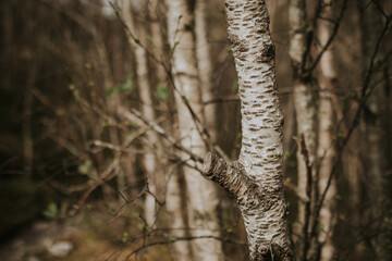a lot of a tree