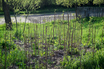 Raspberry canes. Sunny day, raspberry bushes in spring time. Cultivation of raspberry