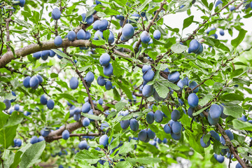 Plum tree with lots of ripe fruit branches vibrant color in orchard
