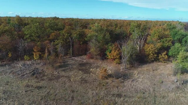 Flight through the autumn meadow to the forest