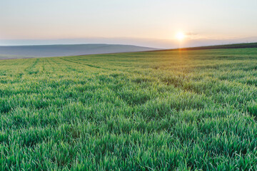 Obraz premium Wheat large field. Sunny landmark valley, grain cultivated green plants growing. Beautiful sunset landscape.
