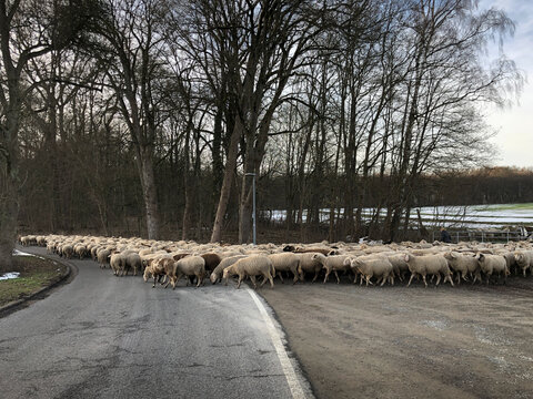 Schafherde &uuml;berquert eine Stra0e