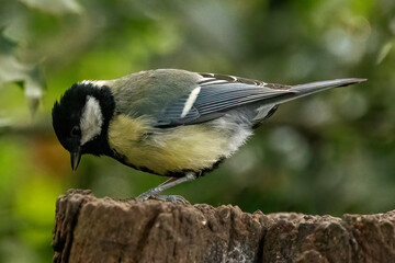 A Great Tit sits perched on a tree stump