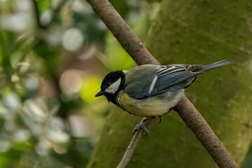 A Great Tit sits perched on a branch