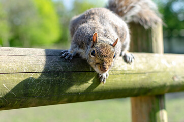 A grey squirrel on a wooden post - Powered by Adobe