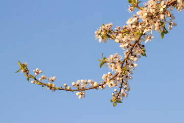 blooming plant branches in spring sunny day, blue sky, the flowering of plum blossoms, white flowers,  background