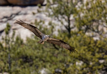 Osprey in the Canyon