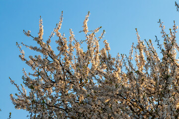 the flowering of plum blossoms, white flowers, beautiful flowering fruit tree, blooming plant branches in spring sunny day