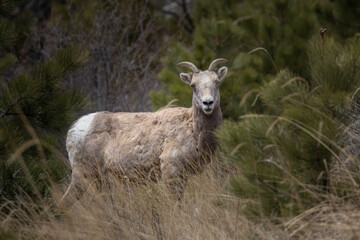 Bighorn Sheep