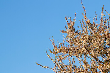the flowering of plum blossoms, white flowers, blue sky, beautiful flowering fruit tree, blooming plant branches in spring sunny day, blooming flowers on tree, blooming plum tree branch