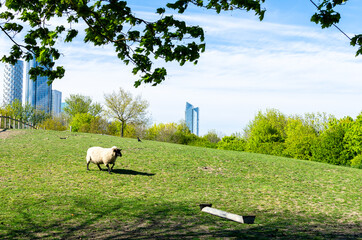 A sheep grazing at Mudchute park and farm against high rise buildings in London