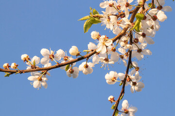 Blooming branch of plum tree, blue sky