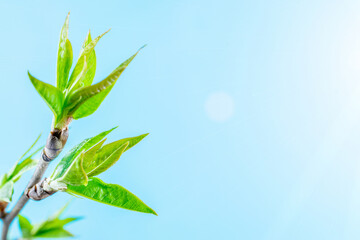 Spring background table. May flowers and April floral nature on blue. For banner, branches of blossoming cherry against background. Dreamy romantic image, landscape panorama, copy space.