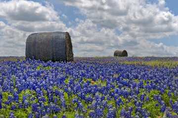 Bluebonnet field with hay bales, Texas, USA Texas pride © Katrin
