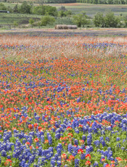 Rural field of bluebonnets and Indian Paintbrushes mix, Texas, USA