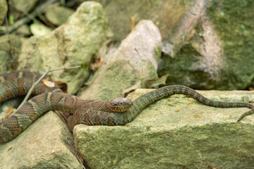 Water Snake