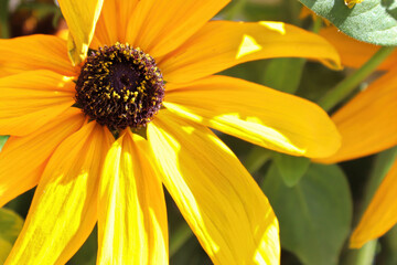 Closeup of Black Eyed Susan flowers in full bloom