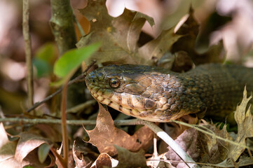 Water Snake