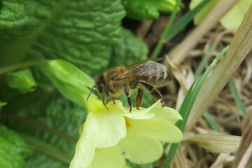 Honeybee on a yellow primula flower in the garden in spring, closeup