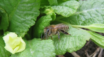 Honeybee on primula leaves in the garden in spring, closeup