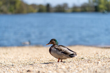 Kaczka plaza jezioro © Lukasz