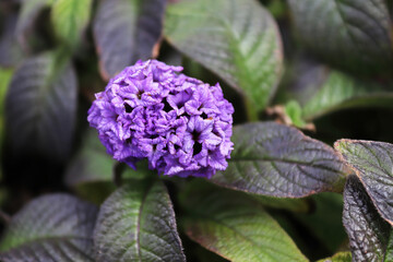 Closeup of purple heliptropium flowers in full bloom
