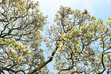 Magnolia pink blossom tree flowers