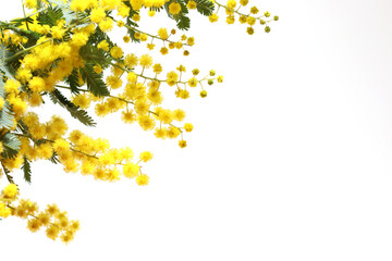白バックのミモザの花